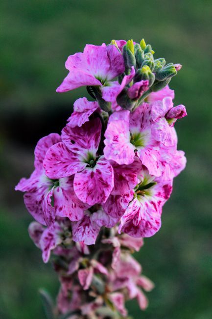 Close-up of a vibrant pink and purple snapdragon flower with multiple blossoms arranged vertically on a tall stem, featuring petals with speckled patterns and soft, textured petals. The flowers are fr