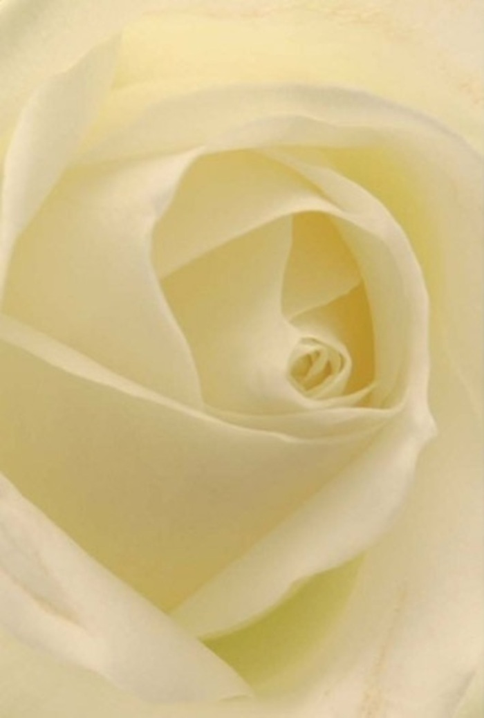 Seen through a florist's eye, this classic white rose offers a study in tranquility and grace-the kind of bloom found adorning elegant occasions in West Brompton. Its petals, refined layers of white with sheer hints of creamy gold, capture the soft, steady light that filters through neighborhood windows each afternoon. The arrangement's sophistication is enhanced by a matte, almost plush surface, while the luminescent core draws attention inward, emphasizing the flawless spiral at its center. This flower's subtle beauty makes it an ideal choice for heartfelt sentiments: a romantic gesture along the leafy lanes of Finborough Road, a thoughtful apology, or an understated yet striking wedding centerpiece. The nuanced play of light and shade imbues each petal with depth, inviting prolonged contemplation. There's a clean, pure scent imagined here, delicately uplifting the senses-a fragrance that reflects the serene atmosphere of West Brompton's community spaces. As a local florist, I recognize in this rose both enduring purity and quiet resilience, making it an ever-appropriate offering, no matter the emotion you wish to convey.